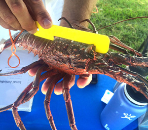 Lobster-catching rules and regulations include a limit of six lobsters — each with a carapace measuring larger than three inches — per person, per day.